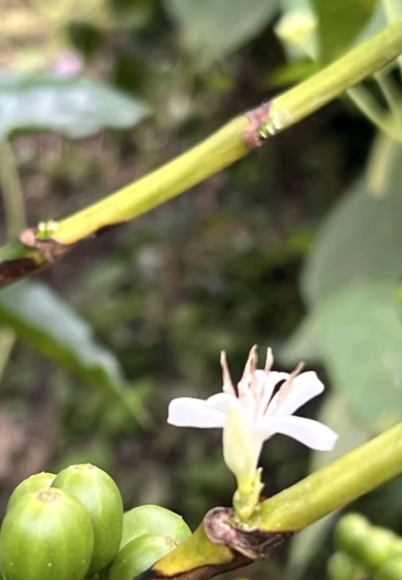 Flor del cafeto