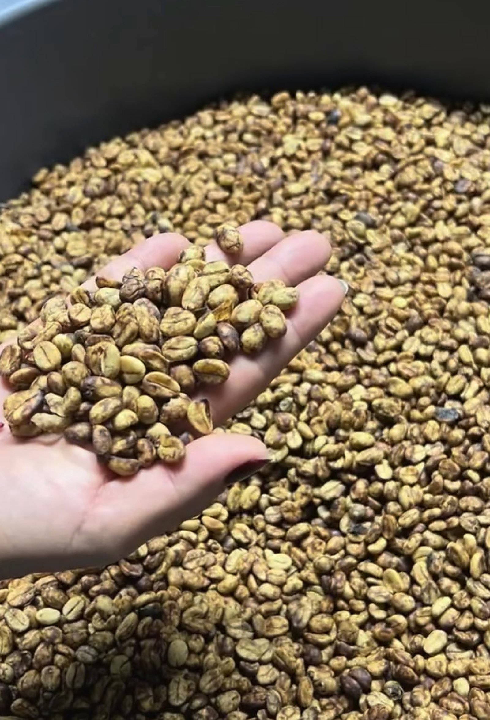 Café en pergamino listo para trillar