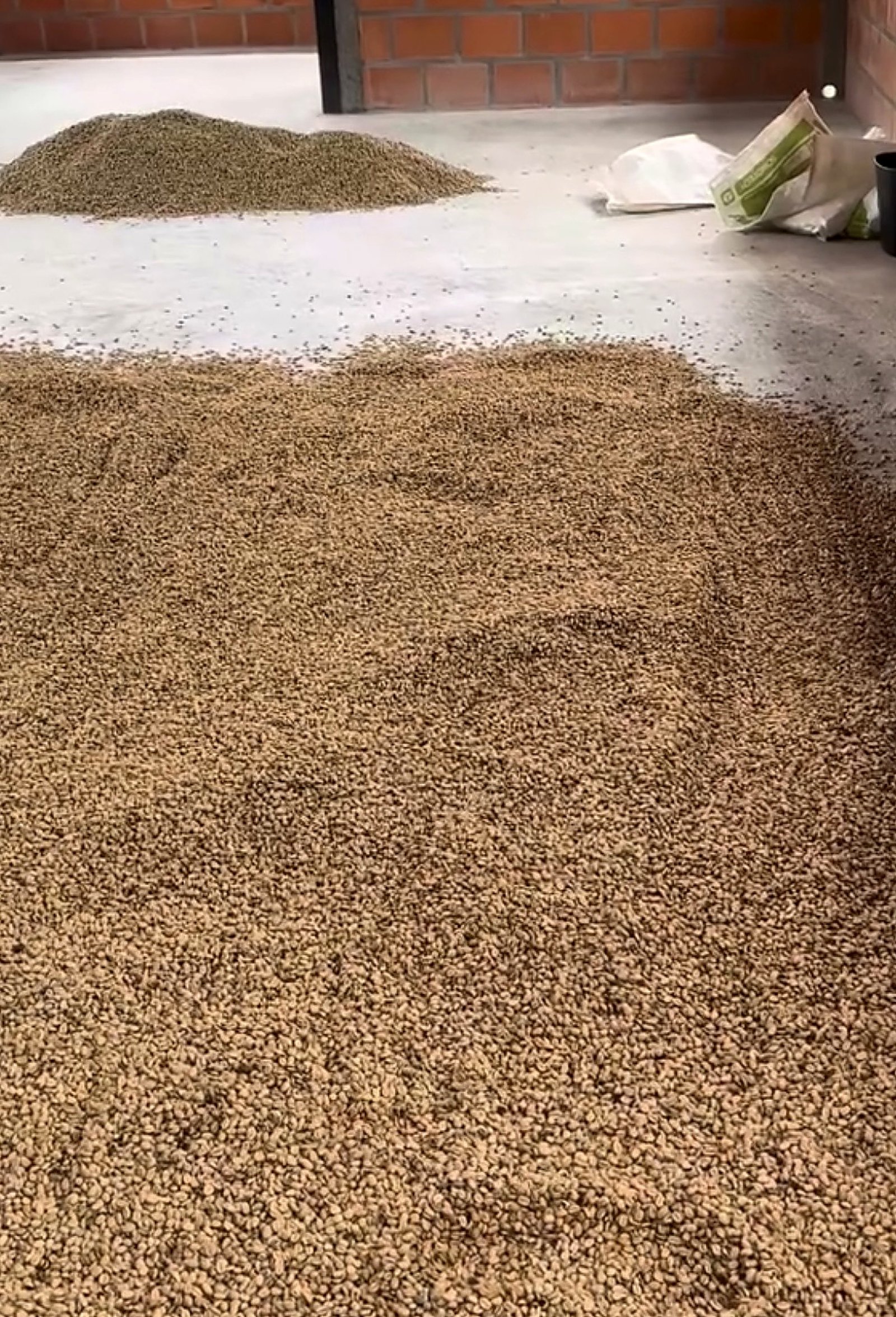 Café secándose en piso